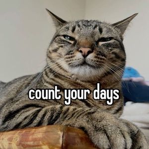 Meet your Posher, Maile